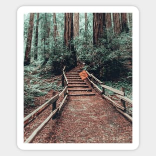 Muir Woods in California Sticker